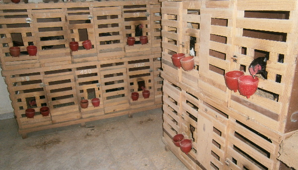 Allanamiento por riña de gallos