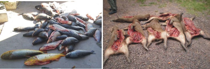 Secuestro de especies ictícolas