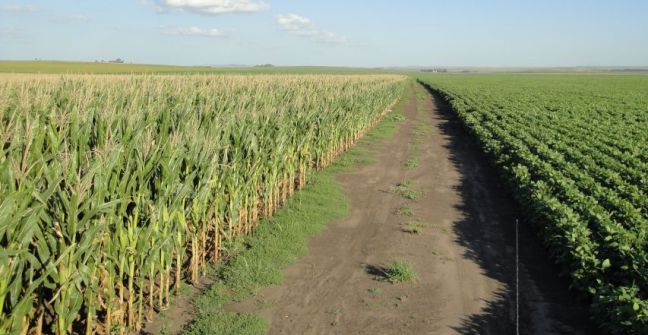 Nueva estimación con subas para maíz y leve baja para soja