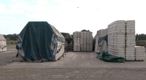 Saldo positivo para industria algodonera