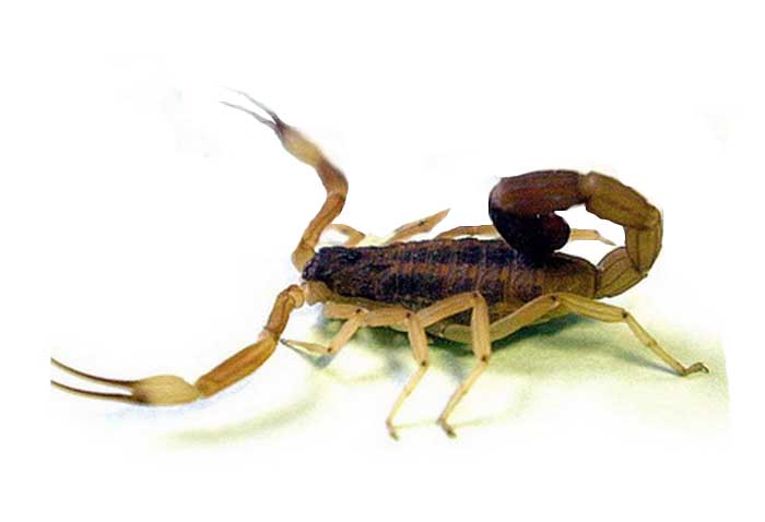 Recomendaciones ante la presencia de alacranes