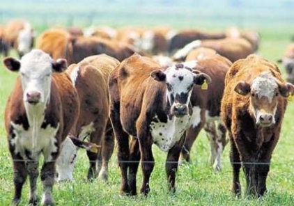 Se postergaron para hoy las charlas técnicas para productores ganaderos
