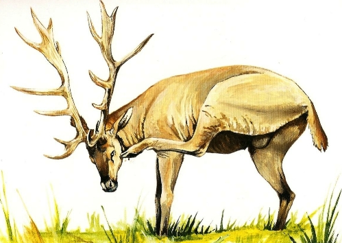 Hallan un cráneo de un ciervo prehistórico