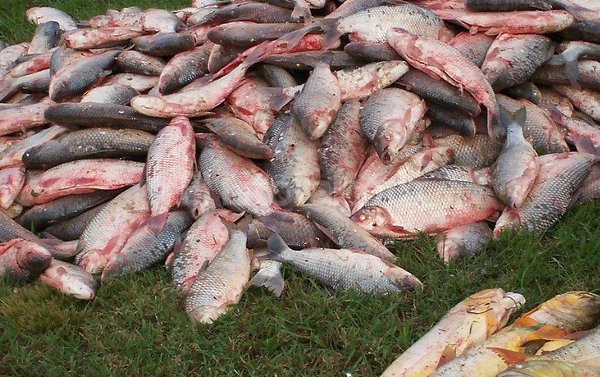 Secuestran un millar de peces en mal estado