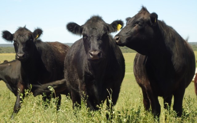 Terneros a $ 20.- el kg.