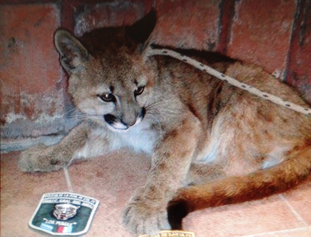 Huanqueros: secuestro de un puma de tres meses