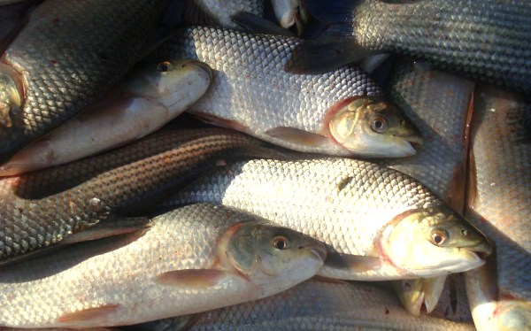 Cuestionan el optimismo de un informe sobre recursos pesqueros del Paraná