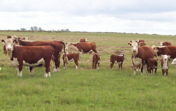 Charla técnica para productores ganaderos