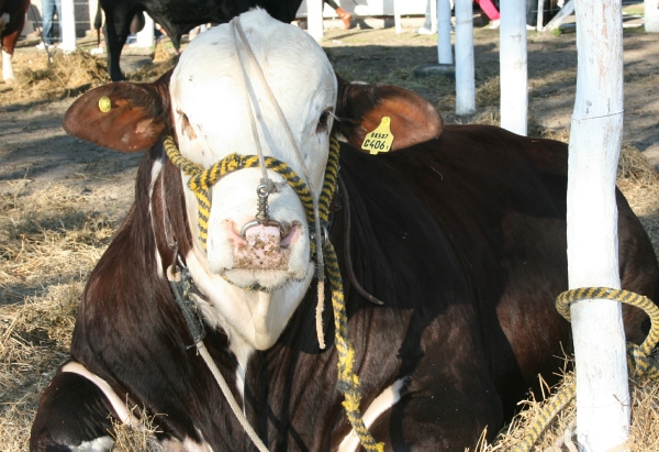 Culminó la Exposición Rural de Reconquista