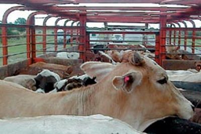 Secuestro de animales en Villa Ocampo