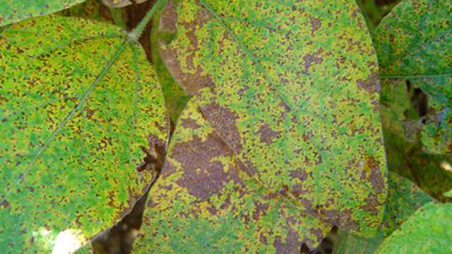 Alerta por presencia de roya de la soja en la región