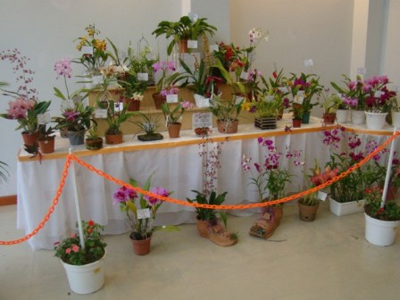 Muestra Anual de Orquídeas 2012