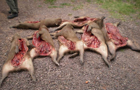 Secuestro de especies ictícolas