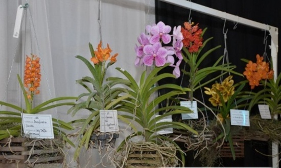 Jerarquizada muestra de orquídeas