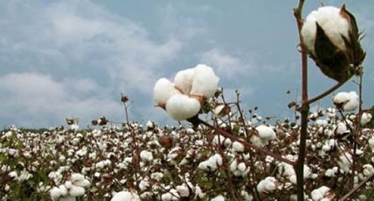 Inscripción anual obligatoria para productores algodoneros