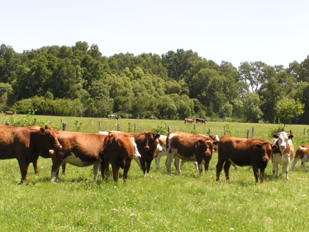 Jornada de capacitación para ganaderos