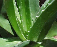 Variedad y valor agregado