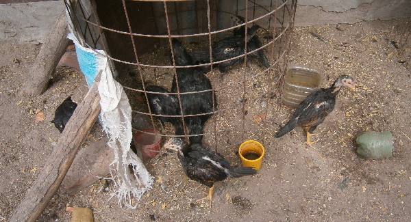 Allanamiento por riña de gallos