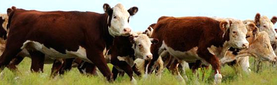 Arranca un nuevo Rosgan en un momento justo para comprar