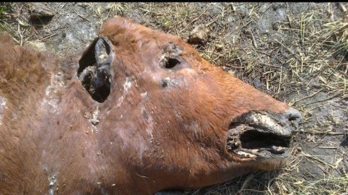 Mutilaciones de animales