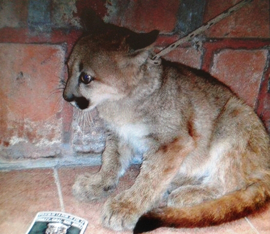 Huanqueros: secuestro de un puma de tres meses