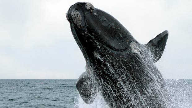Los avistajes de ballenas en Puerto Pirámides