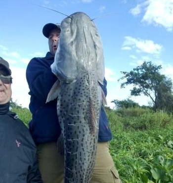 Devuelven un surubí de 40 kilos