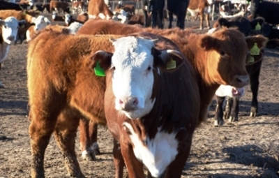 Anuncian la puesta en valor