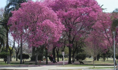 Funciona servicio de wi-fi en plaza 25 de Mayo