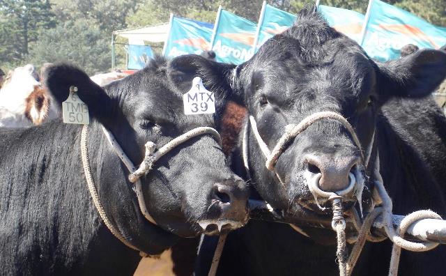 Confirman a la raza Angus como la líder bovina