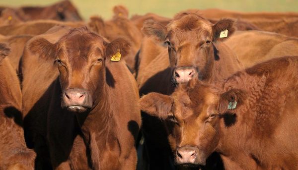 Terneros machos y hembras superaron la media