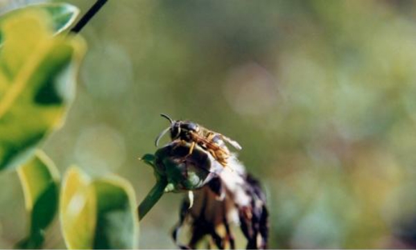 Las abejas que ayudan a producir alimentos