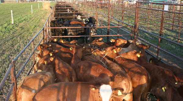 Todo listo en el predio