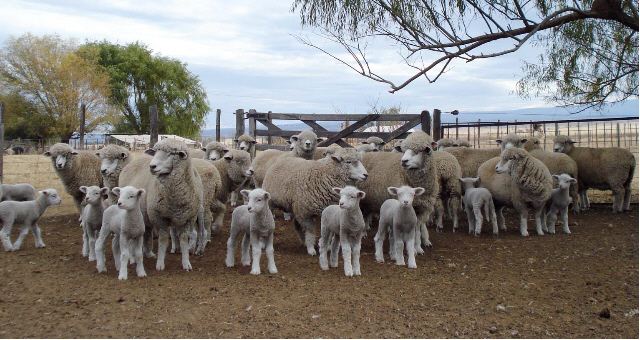 Invitación a reunión sobre ley ovina