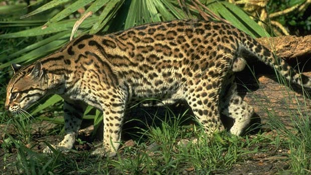 Secuestran un cuero de Ocelote