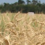Acuerdan nuevos cupos para las exportaciones de trigo y maíz