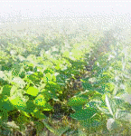 4327729294f564f12bd13e