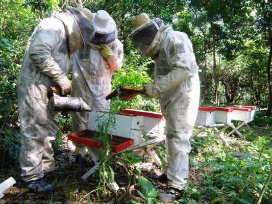 APICULTORES DE ROMANG PIDEN SE PARALICE UNA OBRA
