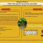Taller de bosques 1