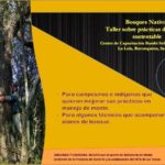 Taller de bosques 2