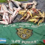 pumas-pescados1