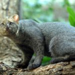 jaguarundi-joachim-s-muller