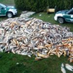 EXPORTACION PESCADO RIO 02