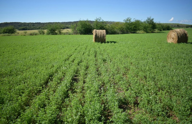 alfalfa