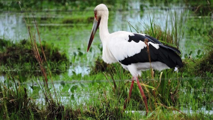 Aves de los esteros del Iberá