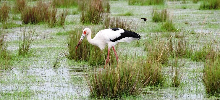 Aves de la reserva del Iberá