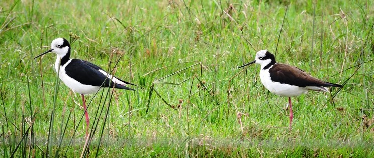 Aves de la reserva de los Esteros del Iberá