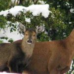 Copia de huemul hembra + cria PNLA