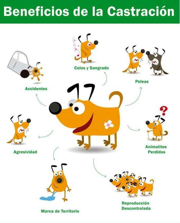 castracion