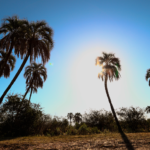 Palmeras de Yatay – Parque Nacional El Palmar